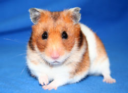 Short-haired Hamster