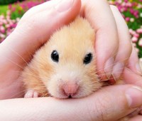 Timid Hamster